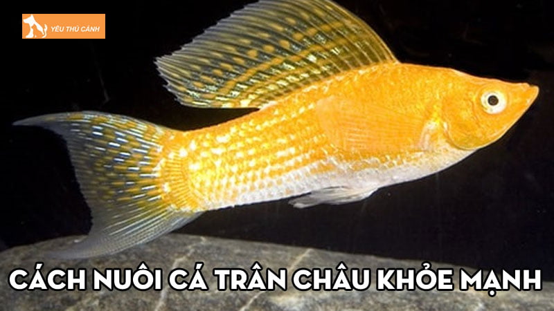 Cách nuôi cá trân châu khỏe mạnh, đẹp không nên bỏ qua
