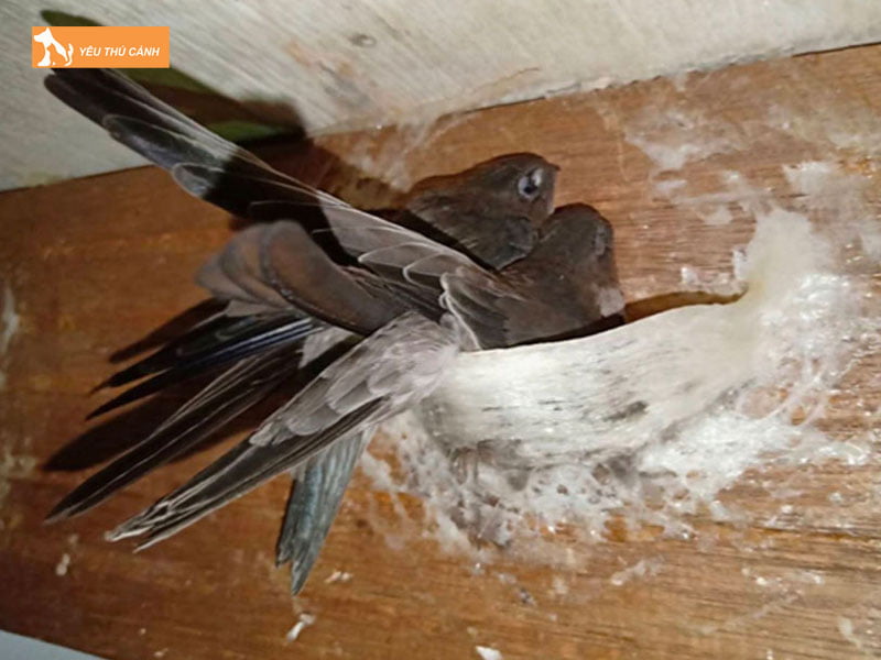 Cach-nuoi-chim-yen-hieu-qua-thucanh