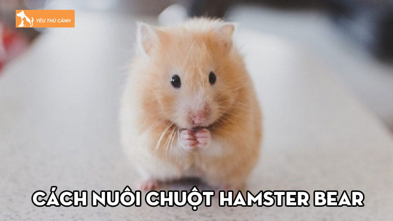 Cách nuôi chuột hamster bear khỏe mạnh và một số lưu ý khi nuôi Cách nuôi chuột hamster bear khỏe mạnh và một số lưu ý khi nuôi
