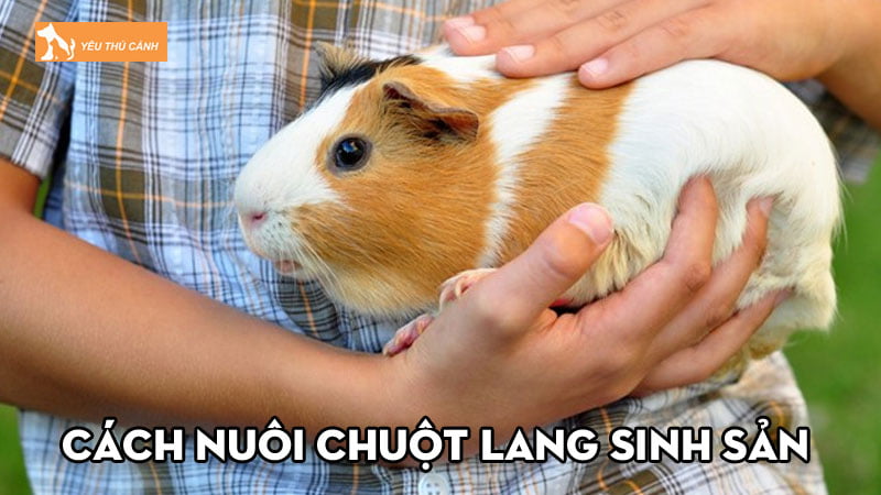 Cách nuôi chuột lang sinh sản khỏe mạnh không nên bỏ qua Cách nuôi chuột lang sinh sản khỏe mạnh không nên bỏ qua