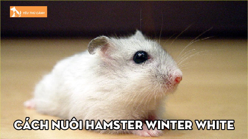 Cách nuôi Hamster Winter White tất tần tật cho người mới bắt đầu Cách nuôi Hamster Winter White tất tần tật cho người mới bắt đầu