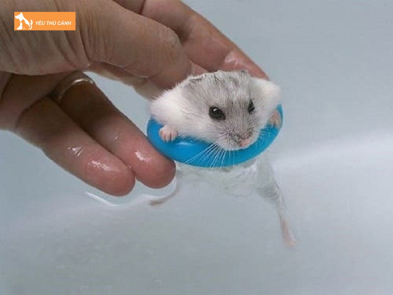 Cach-tam-cho-chuot-hamster-bear-thucanh