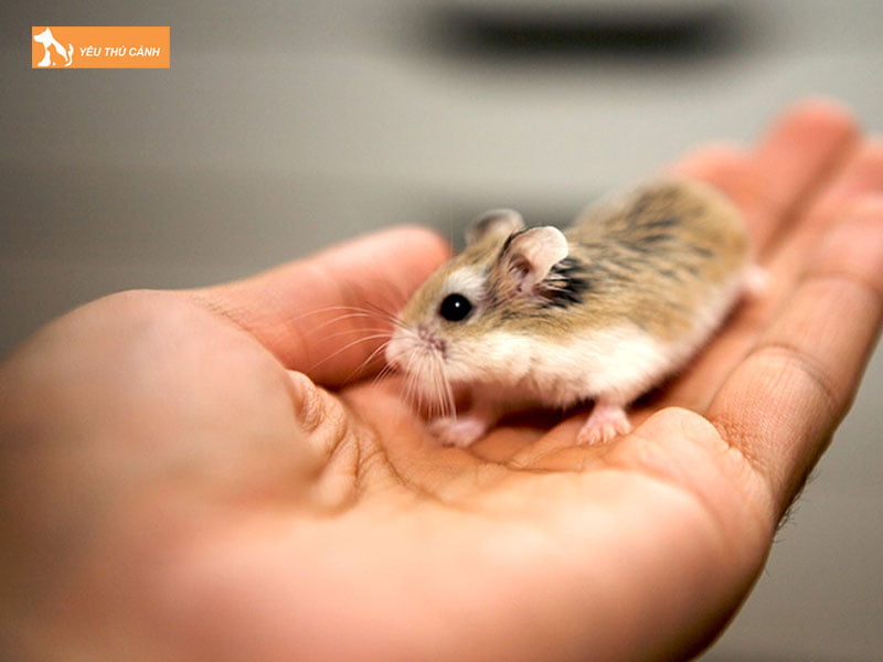 Can-chuan-bi-gi-khi-bat-dau-nuoi-hamster-thucanh
