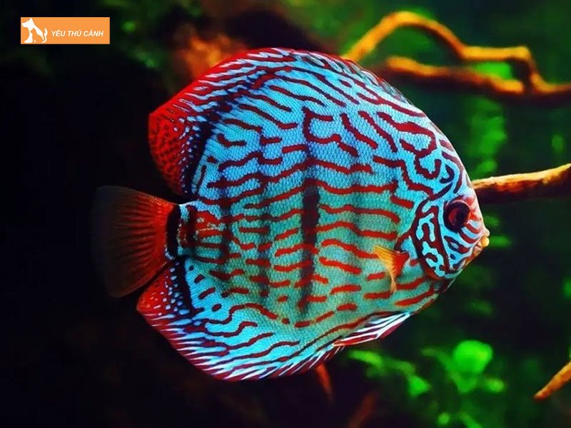 Cham-soc-ca-dia-thucanh