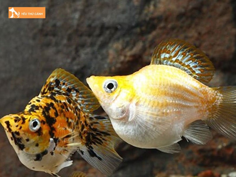 Cham-soc-ca-tran-chau-thucanh