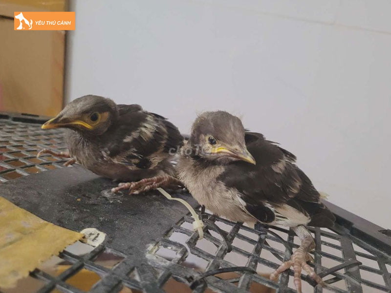 Cham-soc-chim-ca-cuong-non-thucanh