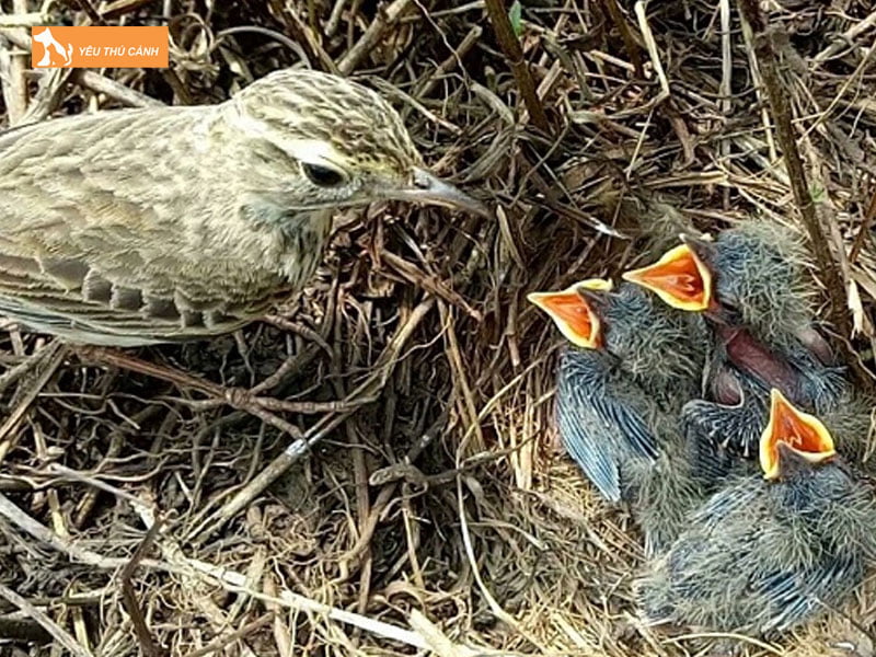 Cham-soc-chim-son-ca-non-thucanh