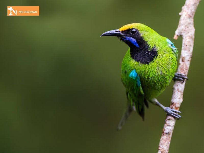 Cham-soc-cho-chim-thanh-tuoc-thucanh