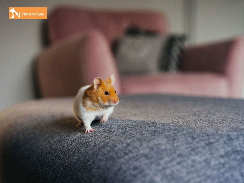 Cham-soc-chuot-hamster-bear-thucanh