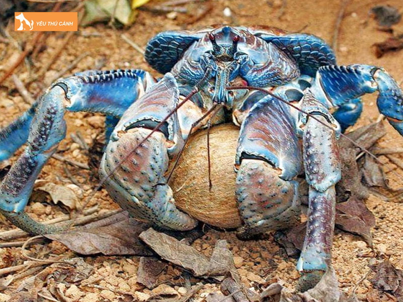 Cham-soc-khi-cua-lot-xac-thucanh