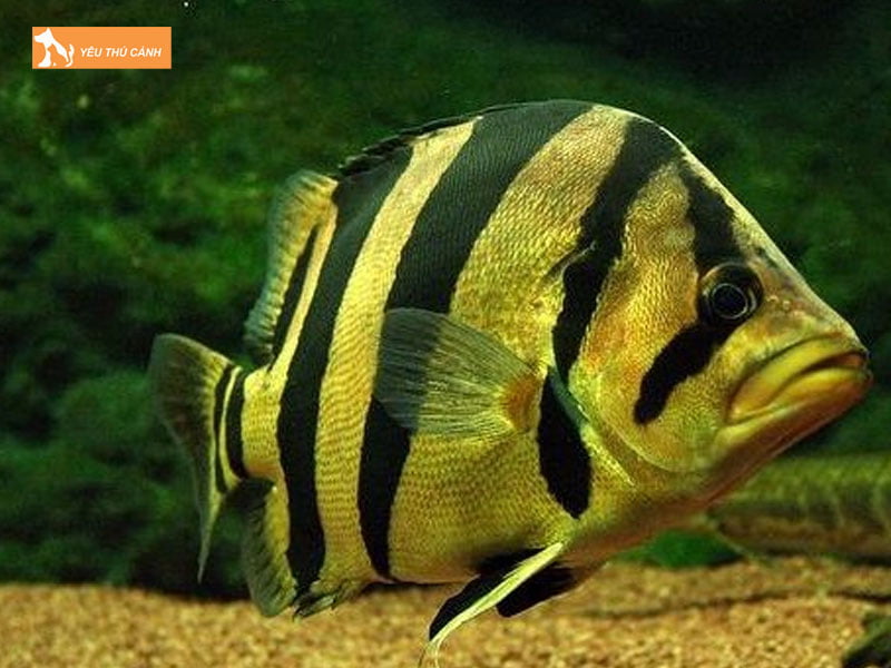 Cham-soc-suc-khoe-cho-ca-thucanh