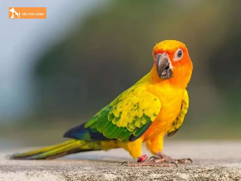 Cham-soc-suc-khoe-cho-vet-sun-conure-thucanh