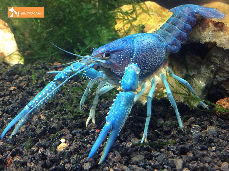 Cham-soc-tom-crayfish-lot-xac-thucanh