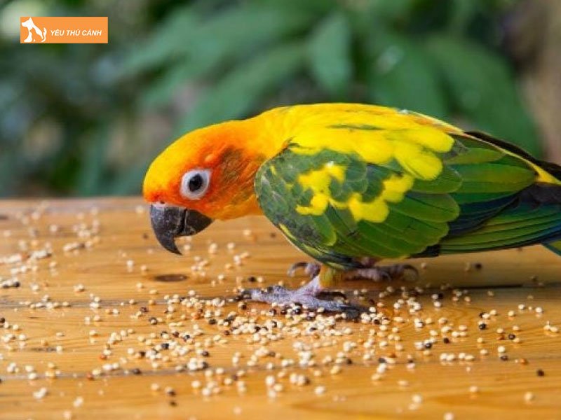 Che-do-an-uong-sun-conure-thucanh