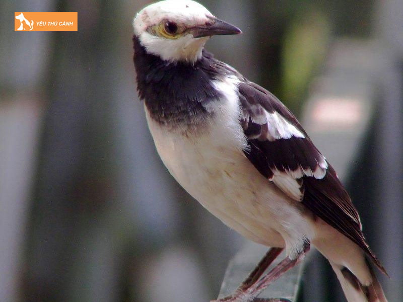 Chim-ca-cuong-la-chim-gi-thucanh