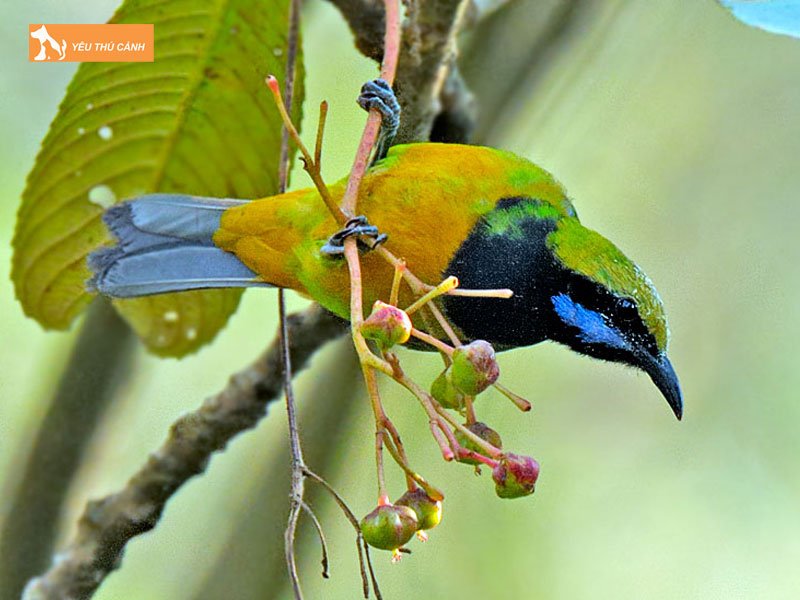 Chim-thanh-tuoc-la-chim-gi-thucanh