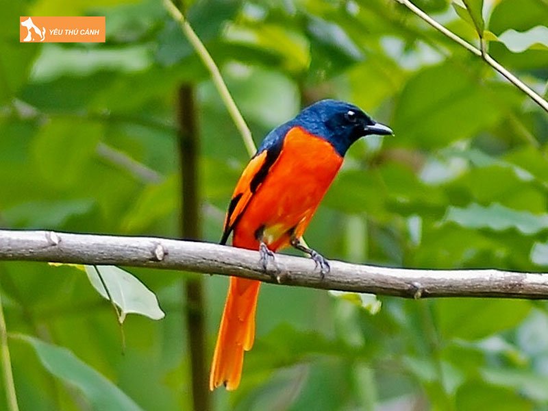 Chon-chim-thanh-tuoc-thucanh