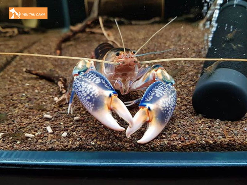 Chon-tom-crayfish-thucanh