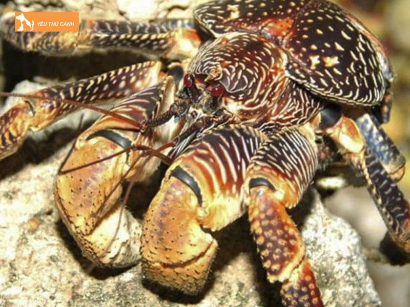 Chu-y-khac-khi-nuoi-cua-dua-thucanh