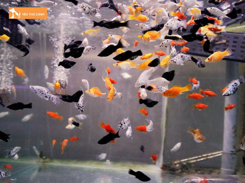 Chuan-bi-be-nuoi-ca-thucanh