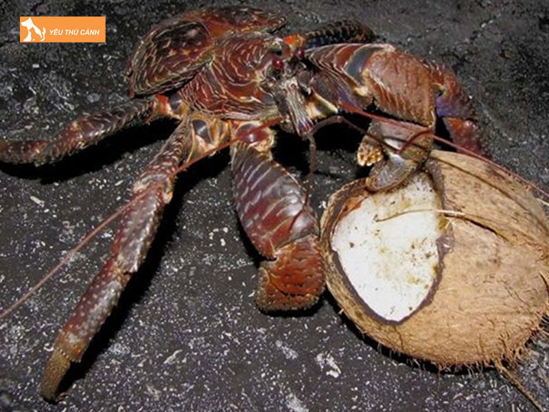 Chuan-bi-be-nuoi-cua-dua1-thucanh