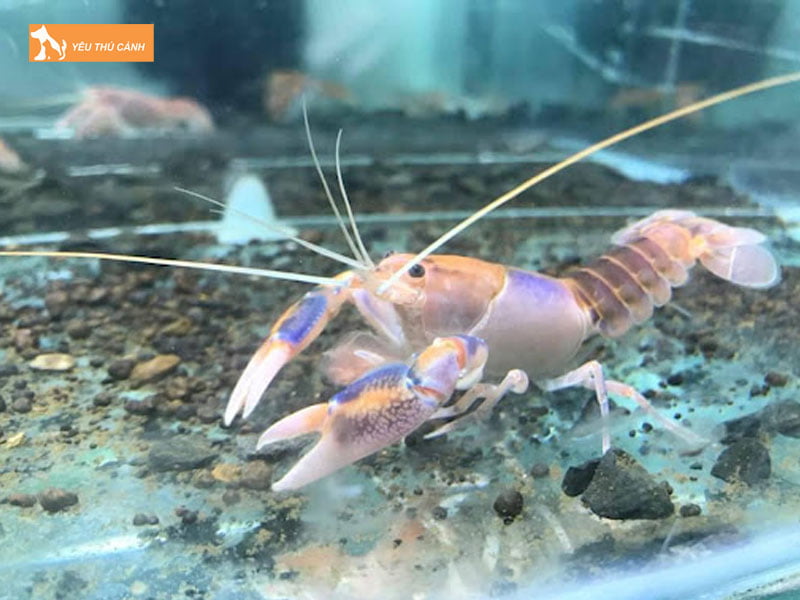 Chuan-bi-be-nuoi-tom-thucanh