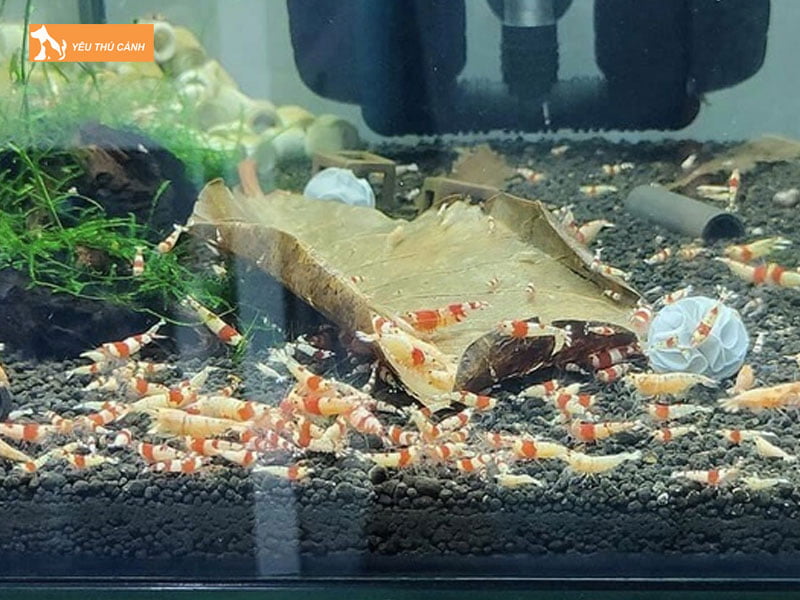 Chuan-bi-be-thuy-sinh-thucanh