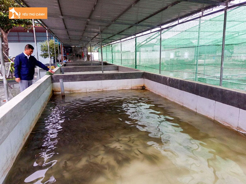 Chuan-bi-be-xi-mang-nuoi-ca-tre-thucanh