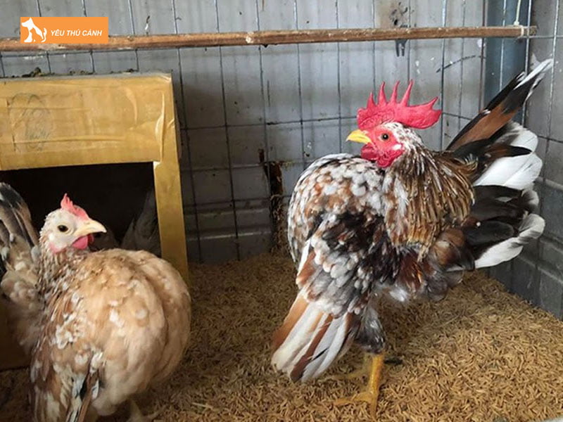 Chuan-bi-chuong-nuoi-ga-thucanh