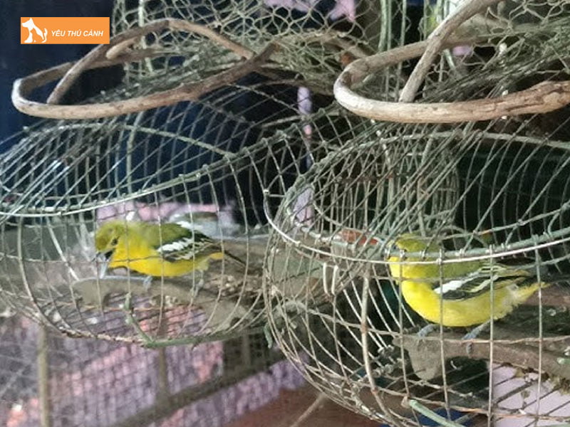 Chuan-bi-long-nuoi-chim-thucanh