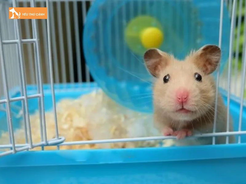 Chuan-bi-long-nuoi-hamster-bear-thucanh