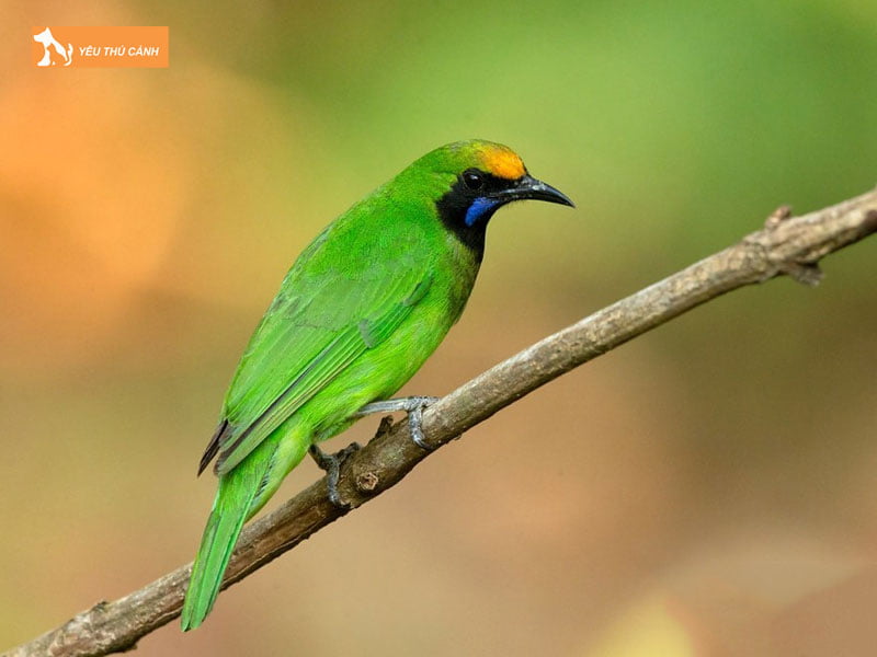 Chuan-bi-long-nuoi-thucanh