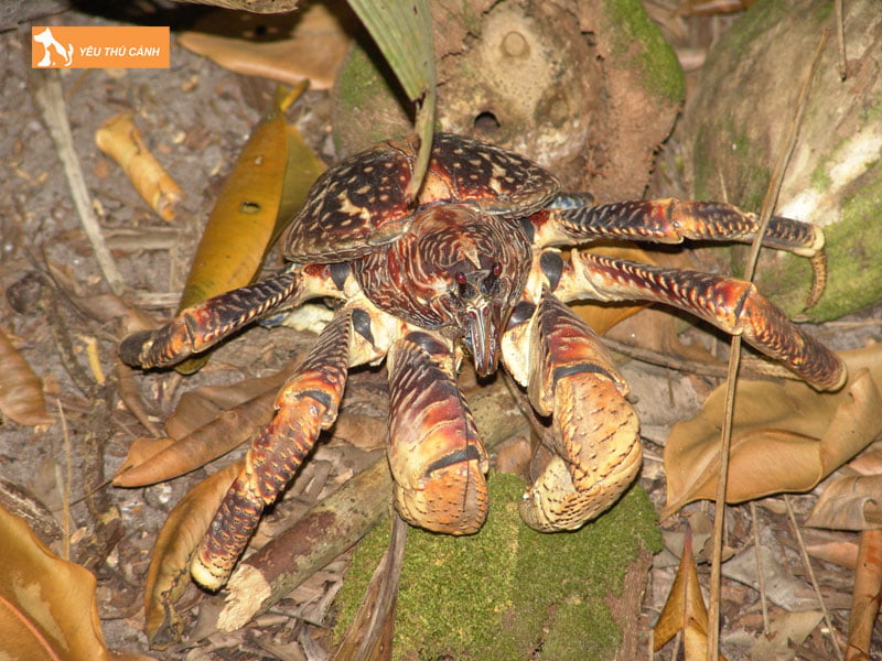 Cua-dua-la-cua-gi-thucanh