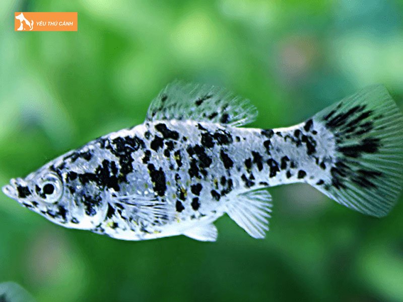 Dac-diem-cua-ca-tran-chau-thucanh