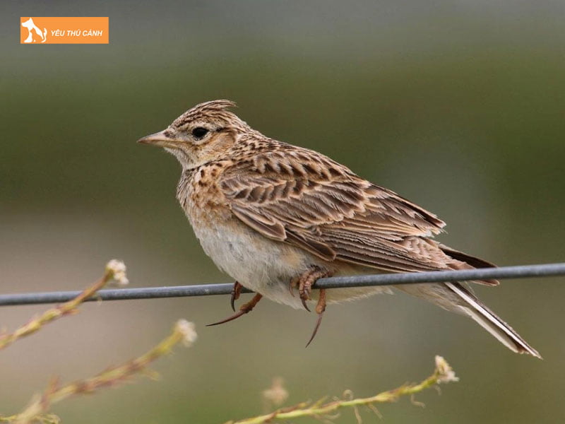 Dac-diem-cua-chim-son-ca-thucanh