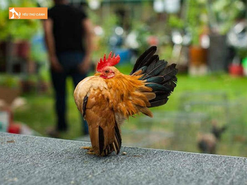 Dac-diem-cua-ga-serama-thucanh