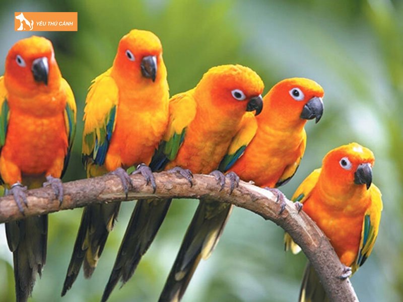 Dac-diem-cua-vet-sun-conure-thucanh
