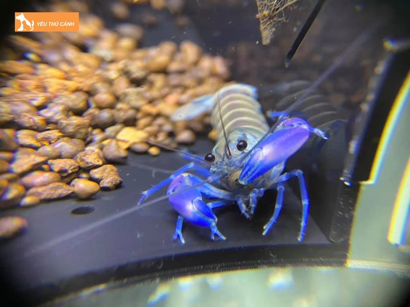 Dau-hieu-nhan-biet-tom-canh-lot-xac-thucanh