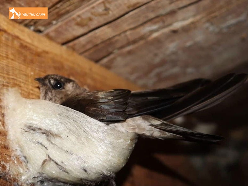 Gioi-thieu-ve-chim-yen-thucanh