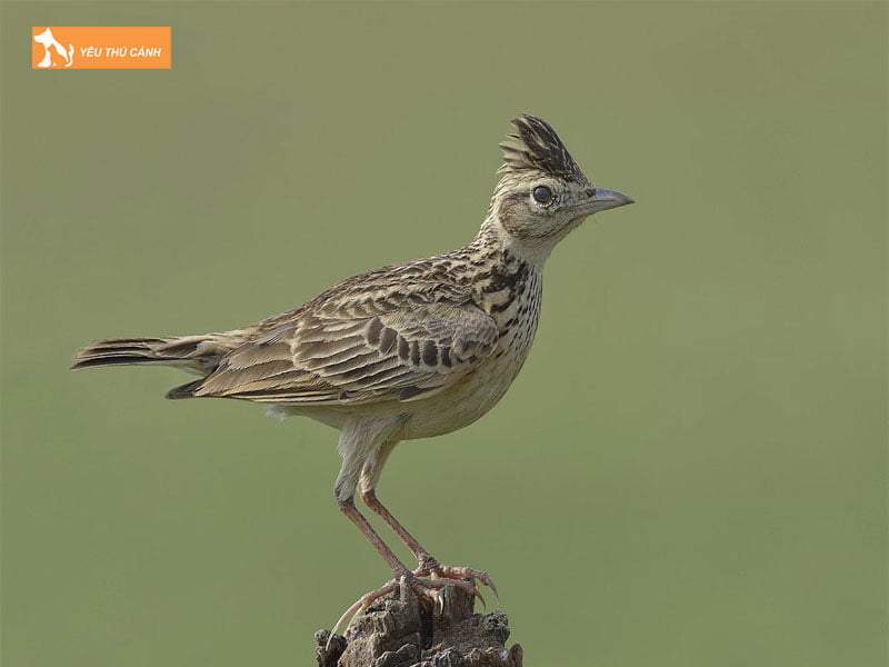 Huan-luyen-de-chim-son-ca-non-hot-thucanh