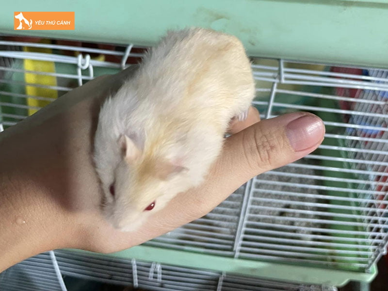 Huan-luyen-don-gian-cho-hamster-winter-white-thucanh