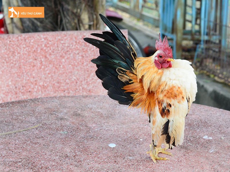 Ky-thuat-ep-dang-ga-serama-thucanh