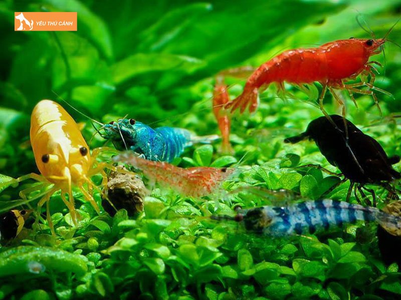 Loi-ich-khi-nuoi-tep-loan-mau-thucanh