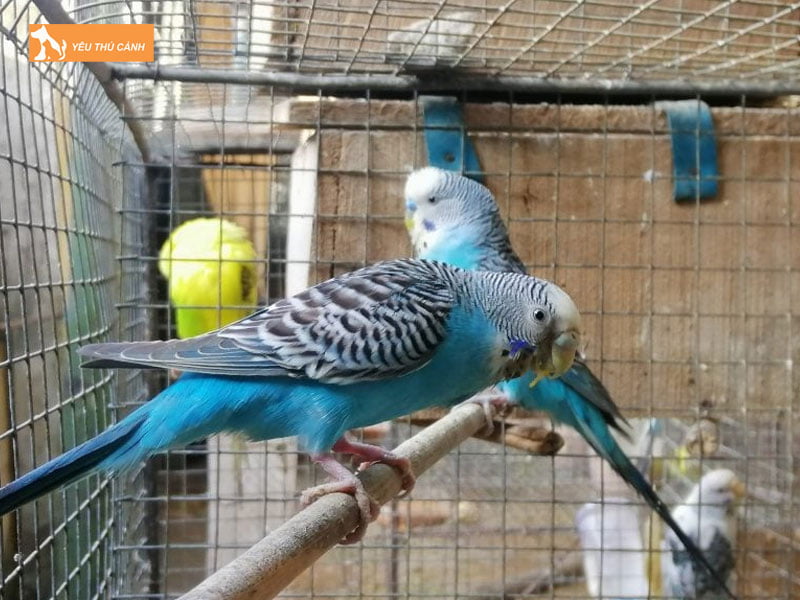 Long-nuoi-chim-thucanh