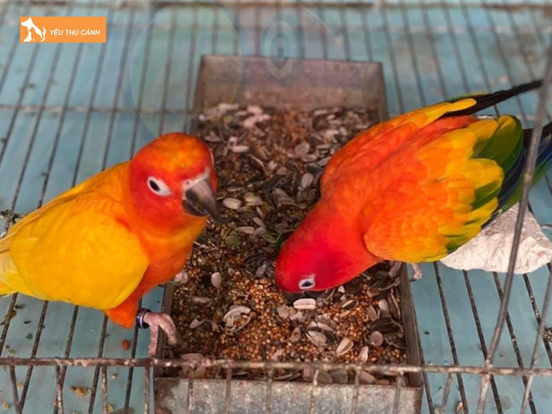 Long-nuoi-sun-conure-thucanh