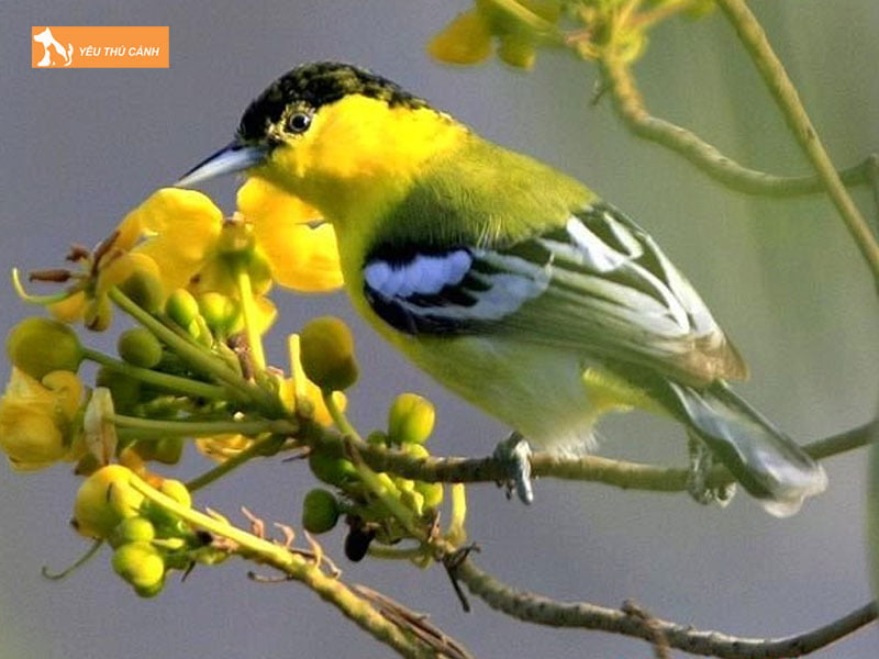 Lua-chon-giong-chim-thucanh