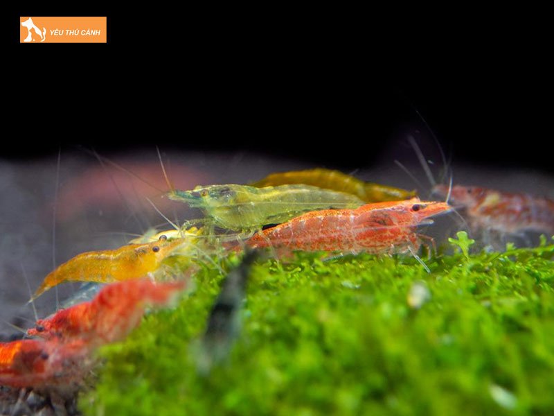 Moi-truong-nuoc-phu-hop1-thucanh