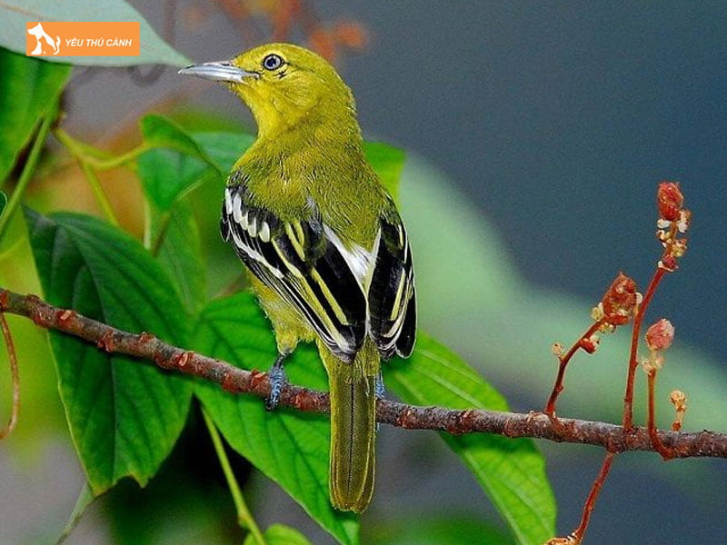 Nguon-goc-cua-chim-huyt-co-thucanh