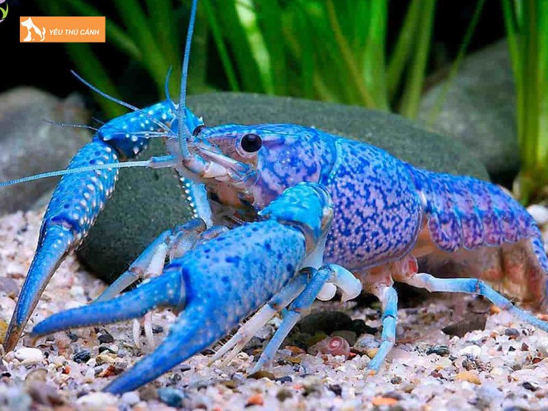 Nguon-goc-cua-tom-crayfish-thucanh