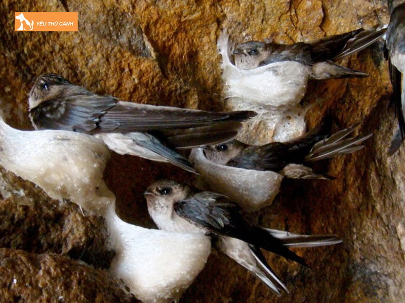 Nuoi-chim-sinh-san-va-thu-hoach-thucanh